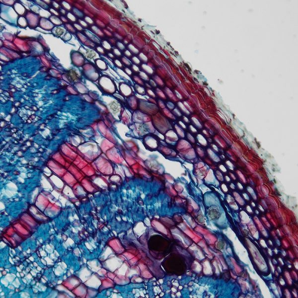 4K HDMI Dual-channel Microscope Camera (QXM-DMI533) - Image 2